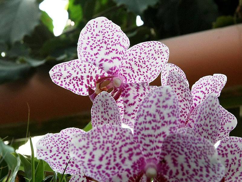 Skleníky arboreta brněnské Mendelovy univerzity zdobí pestrobarevné orchideje.