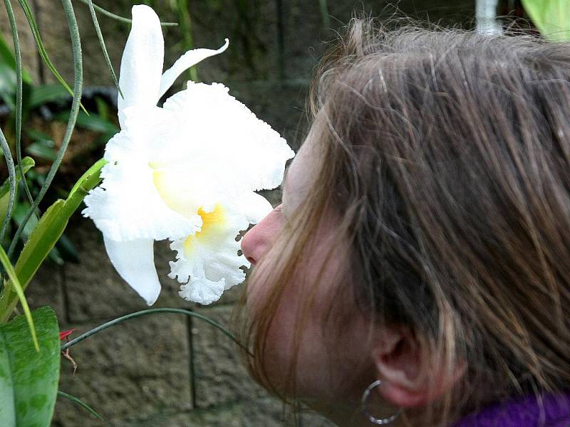 Skleníky arboreta brněnské Mendelovy univerzity zdobí pestrobarevné orchideje.
