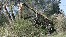 Hasiči odtraňovali zlomený strom po pondělní bouřce v ulici Bieblova v Brně.