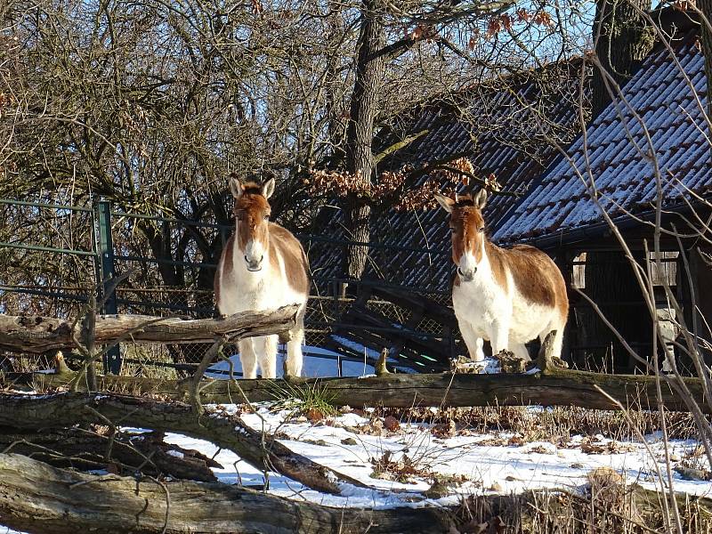 Procházka Zoo Brno může být příjemná i v zimnch měsících.