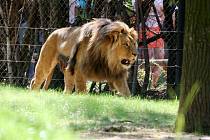 Slavnostní otevření expozice lvů konžských v brněnské zoo.