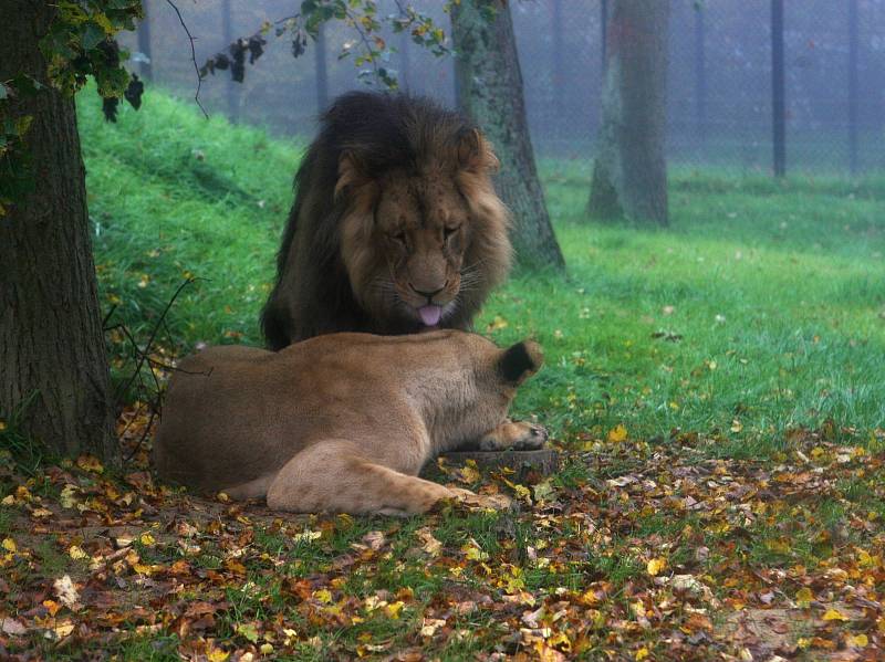 Lev Lolek a lvice Kivu spolu žijí už dva měsíce v brněnské zoologické zahradě v Bystrci.