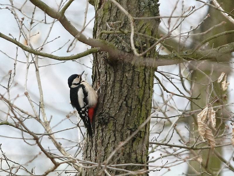 V jednu velkou tvořivou dílnu se v sobotu proměnila brněnská zoologická zahrada. Oslavit velikonoční svátky se tam rozhodli jarmarkem. Návštěvníci si vyzkoušli, jak se vyrábí dřevěná káča nebo zdobí vajíčko. Děti potěšila mláďata.