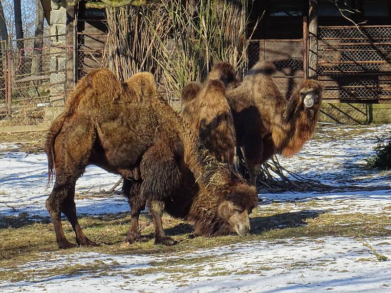 Procházka Zoo Brno může být příjemná i v zimních měsících. Na snímku je velbloud dvouhrbý.