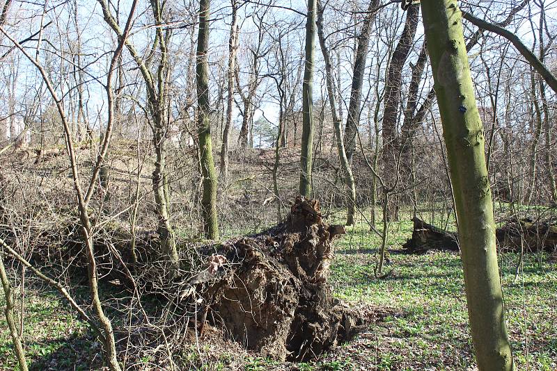 Dolní část zámeckého parku ve Veselí nad Moravou - bažantnice.