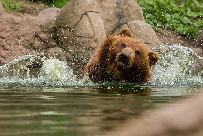 Brněnská zoologická zahrada.