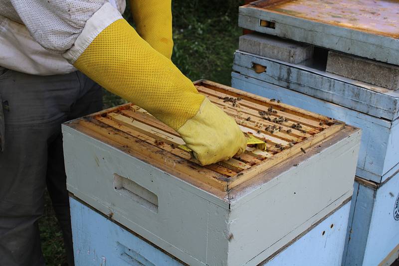 O včelstva na Ústředním hřbitově v Brně se stará včelař Martin Brzobohatý s kolegy.