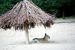 Vedra sužují i zvířata v brněnské zoologické zahradě.