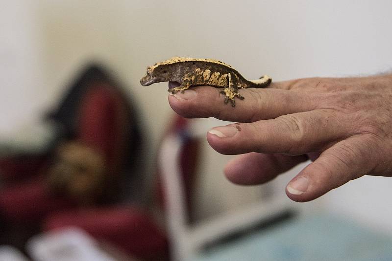 Na výstavě Aquatera si mohli lidé exotická zvířata prohlédnout i koupit.