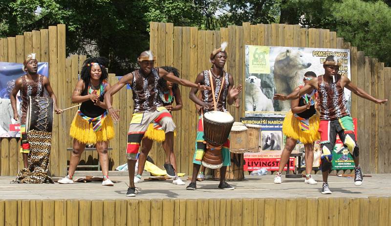 V brněnské zoo mohli návštěvníci v pondělí vidět tradiční africké tance i se zpěvem. Účinkující přijeli ze Zimbabwe se svým rytmickým vystoupením.