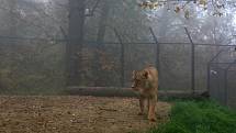 Lev Lolek a lvice Kivu spolu žijí už dva měsíce v brněnské zoologické zahradě v Bystrci.