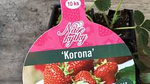 Korona – volně prodejné. Zatímco koronaviru se každý snaží vyhnout, jahody korona jsou volně prodejné.