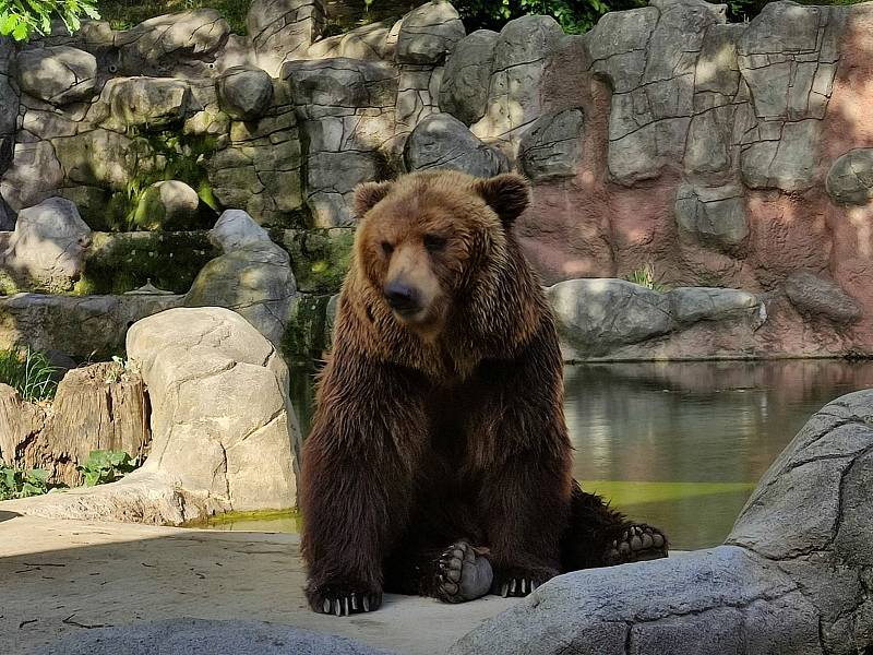 Uplynulý víkend si pozornost návštěvníků užívala všchna zvířata v Zoo Brno.