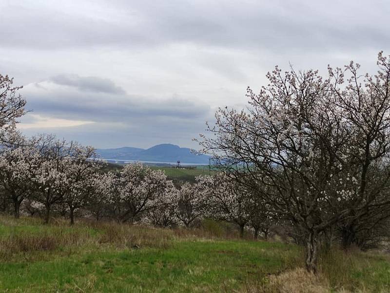 Výlet vedl z Kurdějova na Kamenný vrch a dále až k Mandloňové rozhledně nad Hustopečemi u Brna.