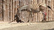 Ve středu odpoledne se ve výběhu brněnské zoo narodilo mládě zebry Chapmanovy. O den později nešťastně zemřelo při potyčce ve výběhu.