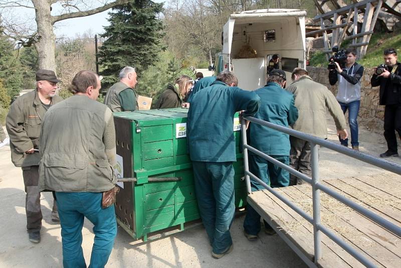 Ošetřovatelé brněnské zoologické zahrady se ve čtvrtek rozloučili s lední medvědicí Kometou.