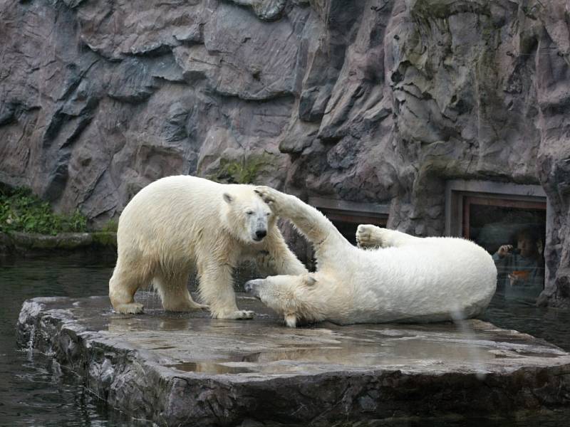 Lední medvěd Bill v Zoo Gelsenkirchen.