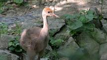 Brno 12.6.2019 - mláďata v brněnské ZOO - jeřáb mandžuský