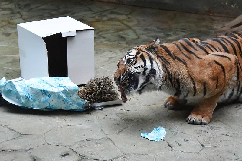 Vánoční krmění zvířat v brněnské zoologické zahradě.