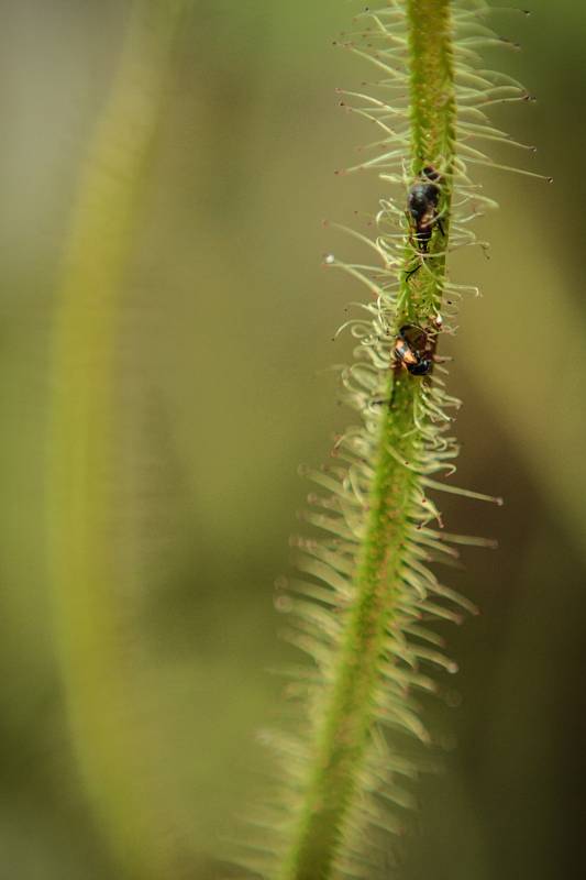 Prodejní výstava masožravých rostlin začala v Botanické zahradě brněnské Masarykovy univerzity.