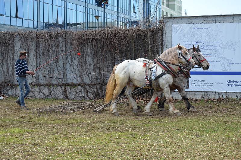 Otec a syn Sněhotovi srovnávali povrch po kácení topolů na ploše u břehu Svratky kousek od DRFG arény.