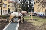 Otec a syn Sněhotovi srovnávali povrch po kácení topolů na ploše u břehu Svratky kousek od DRFG arény.