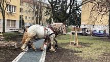 Otec a syn Sněhotovi srovnávali povrch po kácení topolů na ploše u břehu Svratky kousek od DRFG arény.