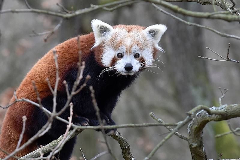 Vánoční krmění zvířat v brněnské zoologické zahradě.