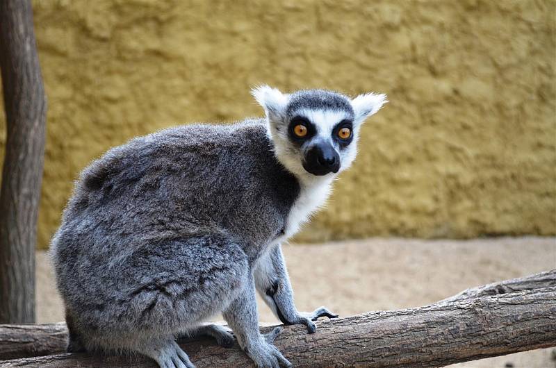 Mladí lemuři dostali ve vyškovské zoo nový výběh.