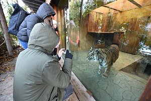Vánoce v brněnské zoo - krmení a komentované prohlídky zvířat.