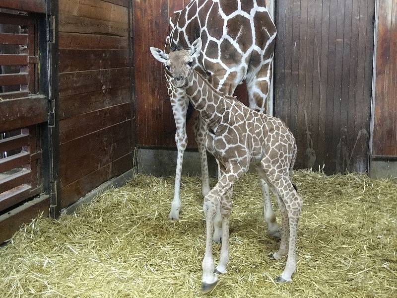 První letošní přírůstek v brněnské zoo. Mládě se narodilo nejstarší žirafě síťované Janette.