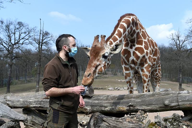 Komentované krmení žiraf síťovaných v brněnské zoologické zahradě