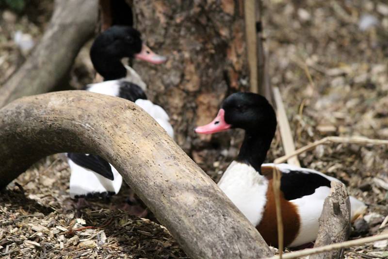 Na brněnském výstavišti se o víkendu uskutečnila výstava králíků, drůbeže, holubů, okrasného a exotického ptactva. Součástí byla také soutěž králičí hop.