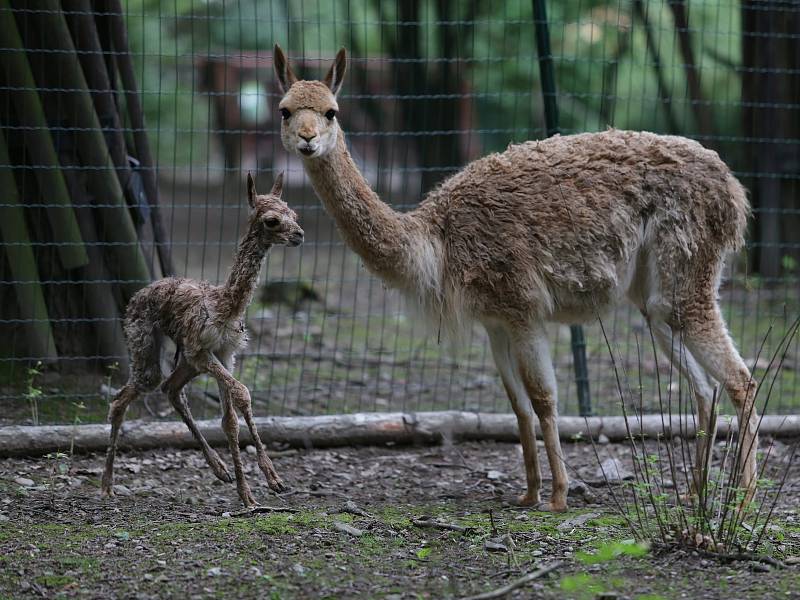 Brněnská zoologická zahrada.