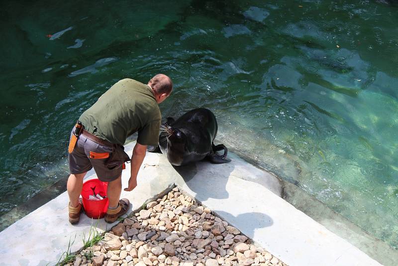 Vstup zdarma i s komentovanou prohlídkou nabídla lidem v sobotu dopoledne brněnská zoo. Vše jako připomenutí Johanna Gregora Mendela.