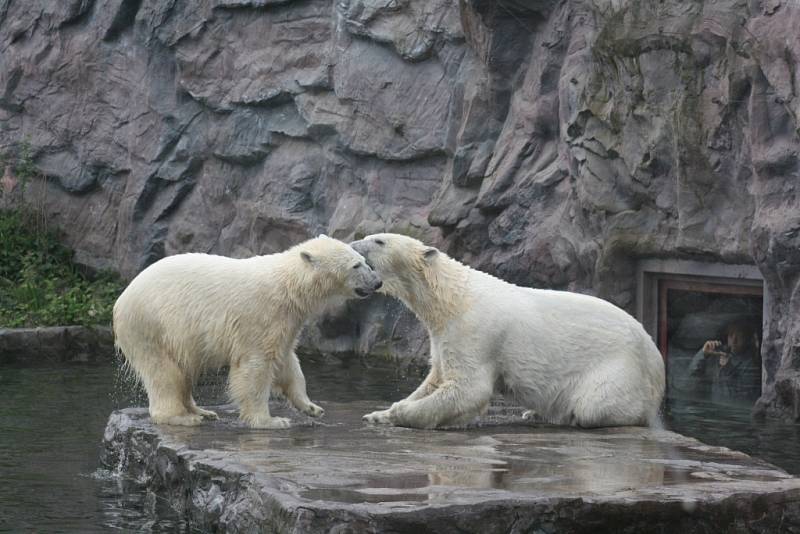 Lední medvěd Bill v Zoo Gelsenkirchen.