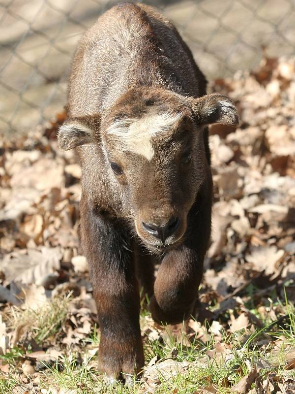 Mládě takina indického v brněnské zoo.