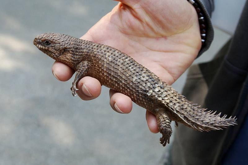 Ve speciálním teráriu se nově vyhřívají dvě egernie Stokesovy, které má brněnská zahrada jako jediná z českých zoo.