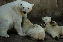 První pár ledních medvědů v brněnské zoo se objevil v roce 1964.