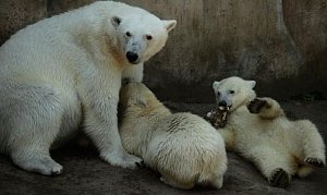 První pár ledních medvědů v brněnské zoo se objevil v roce 1964.