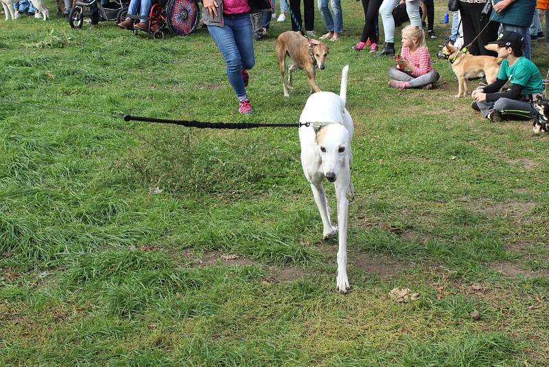 V brněnském parku Lužánky se konala umisťovací výstava psů z útulků.