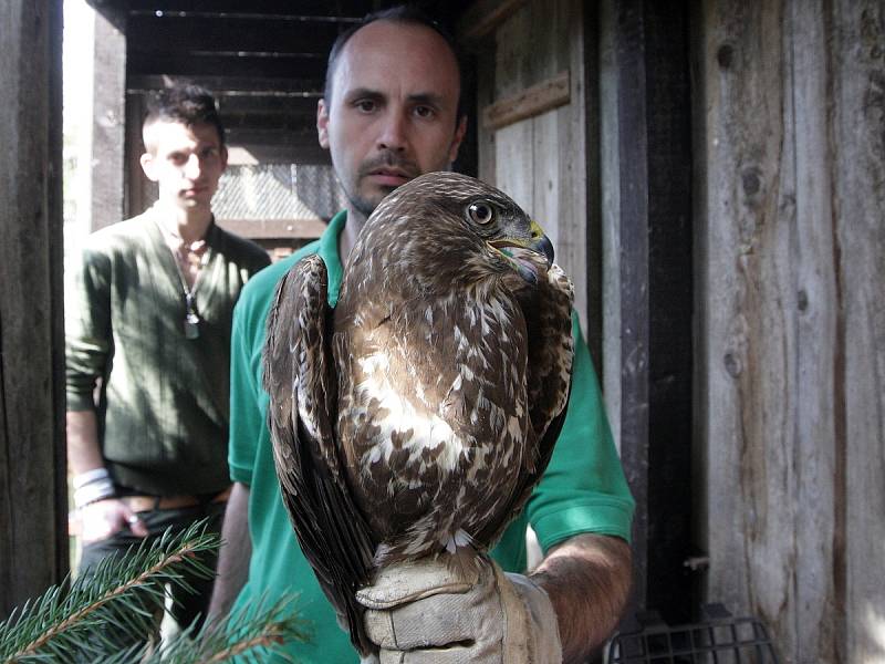 Záchranná stanice v Rajhradě na Brněnsku vrátila v úterý do přírody první letošní větší skupinu uzdravených ptáků.