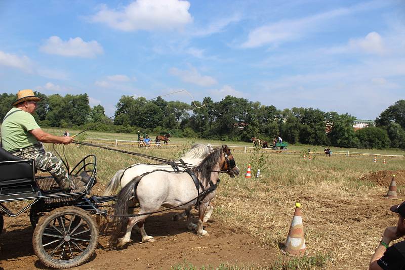 Vozatajské závody přilákaly v sobotu do Rosic na Brněnsku okolo dvě stě padesáti lidí. Fandili poníkům i tažným koním.