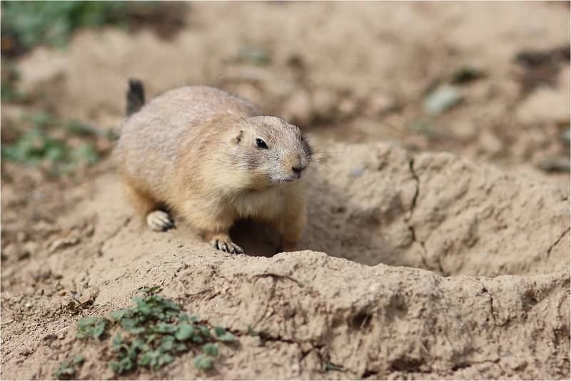 V ZOO Brno mohou návštěvníci vidět téměř osm set zvířat více než dvou stovek druhů.