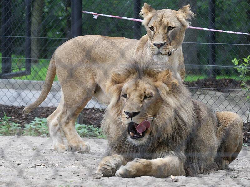 Zásnuby nových lvů v Brně? Seznamování Lolka a Kivu v brněnské zoo dopadlo podle chovatelů úspěšně. 