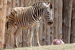 Ve středu odpoledne se ve výběhu brněnské zoo narodilo mládě zebry Chapmanovy. O den později nešťastně zemřelo při potyčce ve výběhu.