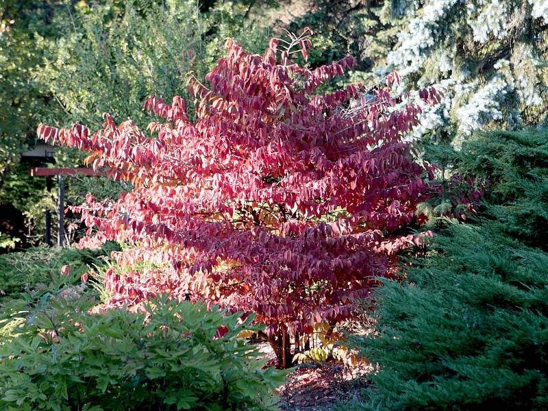 Výstava Barvy podzimu v Botanické zahradě a arboretu brněnské Mendelovy univerzity.