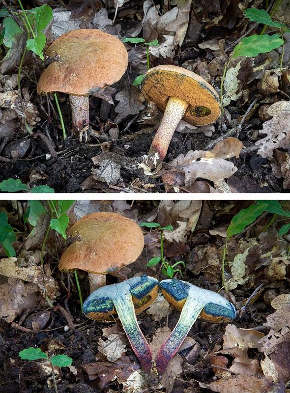 Na podzim lze najít v lesích v Mikroregionu Kahan na Brněnsku spoustu zajímavých hub. Na snímku je hřib polosíťkovaný.