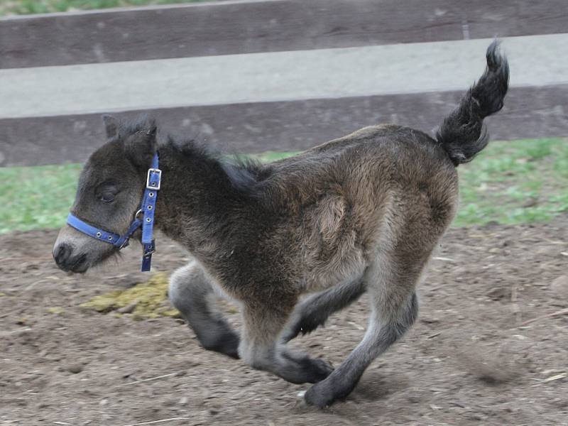 Brněnská zoo hlásí další přírůstek. Narodilo se tam mládě koně domácího mini appaloosa. Samec dostal jméno Geronimo.