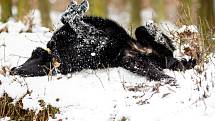 Fenky flat coated retrievera Ari s Aishou se těší, až skončí omezení a nouzový stav.